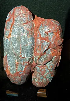Theropod: Dinosaur Eggs Raptor