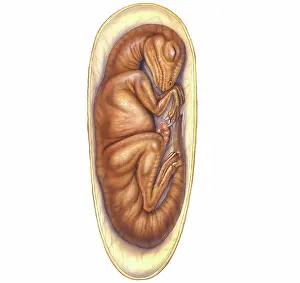 Reconstruction: Dinosaur embryo