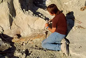 Allosaurus: Dinosaur - excavating Allosaurus tibia. Morrison