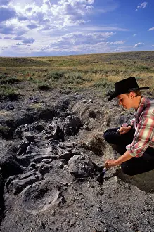 Excavations: Dinosaur excavation