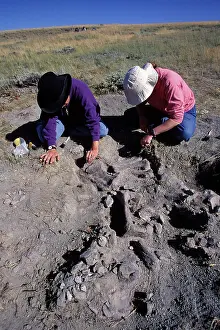 Diplodocus: Dinosaur excavation