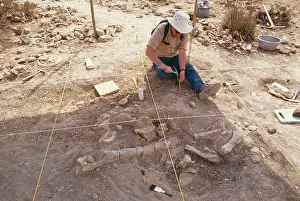 Hadrosaurs: DINOSAUR EXCAVATION - Excavating a Hadrosaur Skeleton