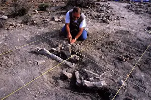 Excavations: Dinosaur excavation - excavating a Hadrosaur skeleton.Upper