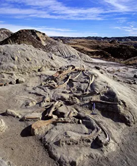 Excavations: dinosaur excavation - Hadrosaur bones in situ after