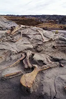 Excavations: Dinosaur excavation - Hadrosaurs bones in situ