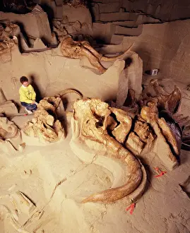 Died: Dinosaur Excavation - Mammoth died in sinkhole