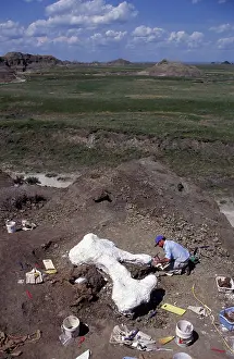 Dinosaur excavation - Tyrannosaurus rex dig