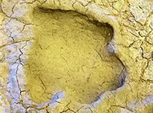 Trace: Dinosaur Foot Print