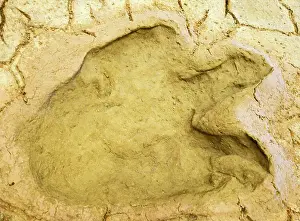 Trace: Dinosaur Foot Print