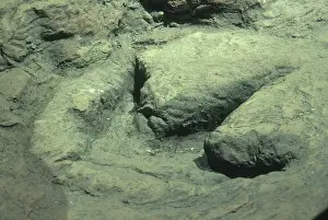 Trace: Dinosaur Footprint