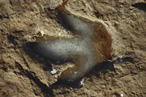 Trace: Dinosaur Footprint
