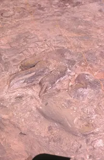 Trace: Dinosaur Footprint