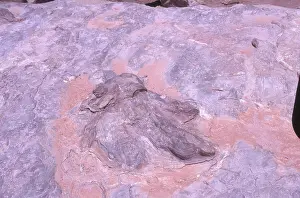 Trace: Dinosaur Footprint