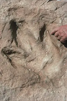 Trace: Dinosaur Footprint