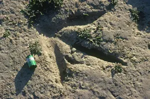Trace: Dinosaur Footprint