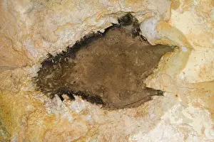 Trackway: Dinosaur footprint, New Mexico