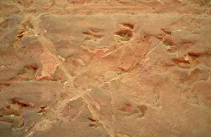 Trace: Dinosaur Footprints
