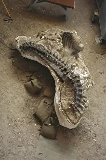 Preparation: Dinosaur Fossil