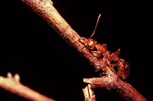 Rarely: Dinosaur or Fossil ant - the worldIs most primitive