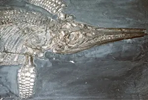Dinosaur: Dinosaur FOSSIL - Ichthyosaurus quadriscissus, a