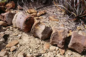 Ceratopsian: Dinosaur Fossil - young vertebrae (possibly Ceratopsian)