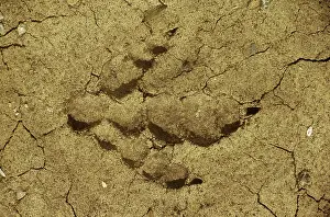 Models: Dinosaur - Hind footprint of Albertosaurus