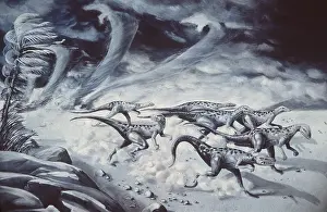 Storms: Dinosaur Illustration - VELOCIRAPTORS / DROMAEOSAURS