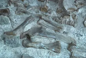 Matrix: Dinosaur National Monument