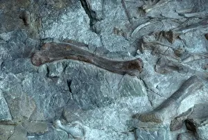 Matrix: Dinosaur National Monument