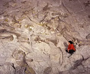 Diplodocus: Dinosaur National Monument, Utah, USA