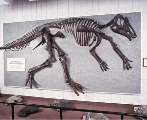 Bone: DINOSAUR - Prosaurolophus, Duck-bill Dinosaur skeleton