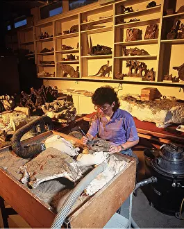 Preparing: DINOSAUR - researcher / scientist preparing bones