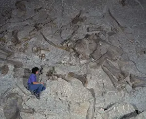 Sizes: Dinosaur - Sauropod bones in Jurassic sediments