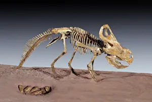 Ceratopsia: Dinosaur Skeleton