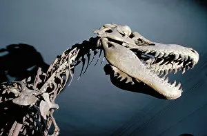 Skeletons: Dinosaur skeleton