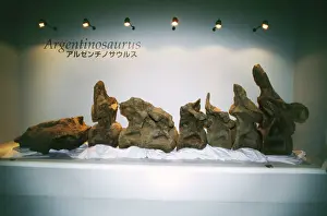 Reconstruction: DINOSAUR Skeleton - Argentinosaurus vertibrae