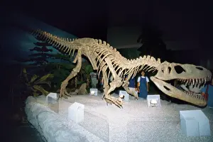 Reconstruction: DINOSAUR Skeleton - Gigantosaurus