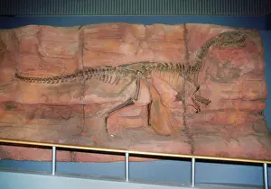 Reconstruction: DINOSAUR Skeleton - Monolophosaurus