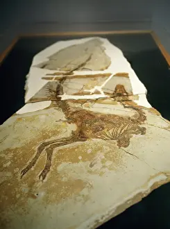 Bone: DINOSAUR Skeleton - Sinosauropleryx