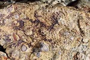 Dinosaur: DINOSAUR - Skin impression of a Hadrosaur