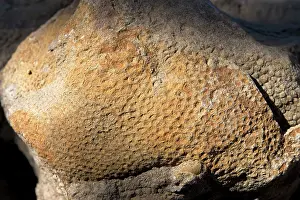 Hadrosaurs: Dinosaur - skin impression of a Hadrosaur ('Duck-billed