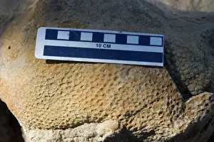 Hadrosaurs: Dinosaur skin impression - of a Hadrosaur ('Duck-billed