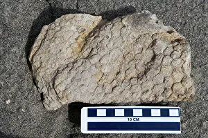 Hadrosaurs: Dinosaur skin impression - skin of a Hadrosaur