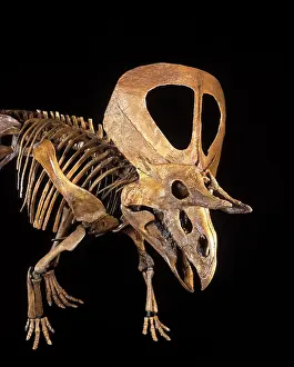 Ceratopsian: Dinosaur Skull - Zuniceratops, a Ceratopsian dinosaur
