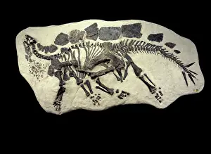 Francois Gohier: Dinosaur - Stegosaurus Fossil - Specimen