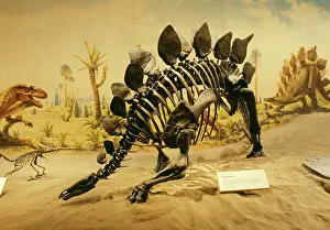 Stegosaurus: DINOSAUR - Stegosaurus skeleton