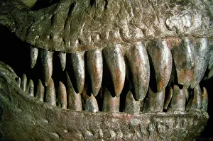 Tyrannosaurus: Dinosaur - Teeth of Tyrannosaurus Rex