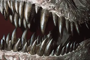 Jaws: Dinosaur - Teeth of TYRANNOSAURUS Rex Skeleton