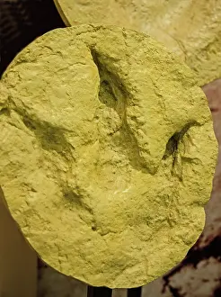 Theropod: Dinosaur Theropod Footprint