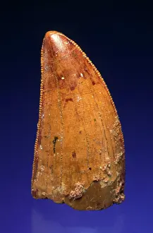 Dinosaurs: Dinosaur Tooth